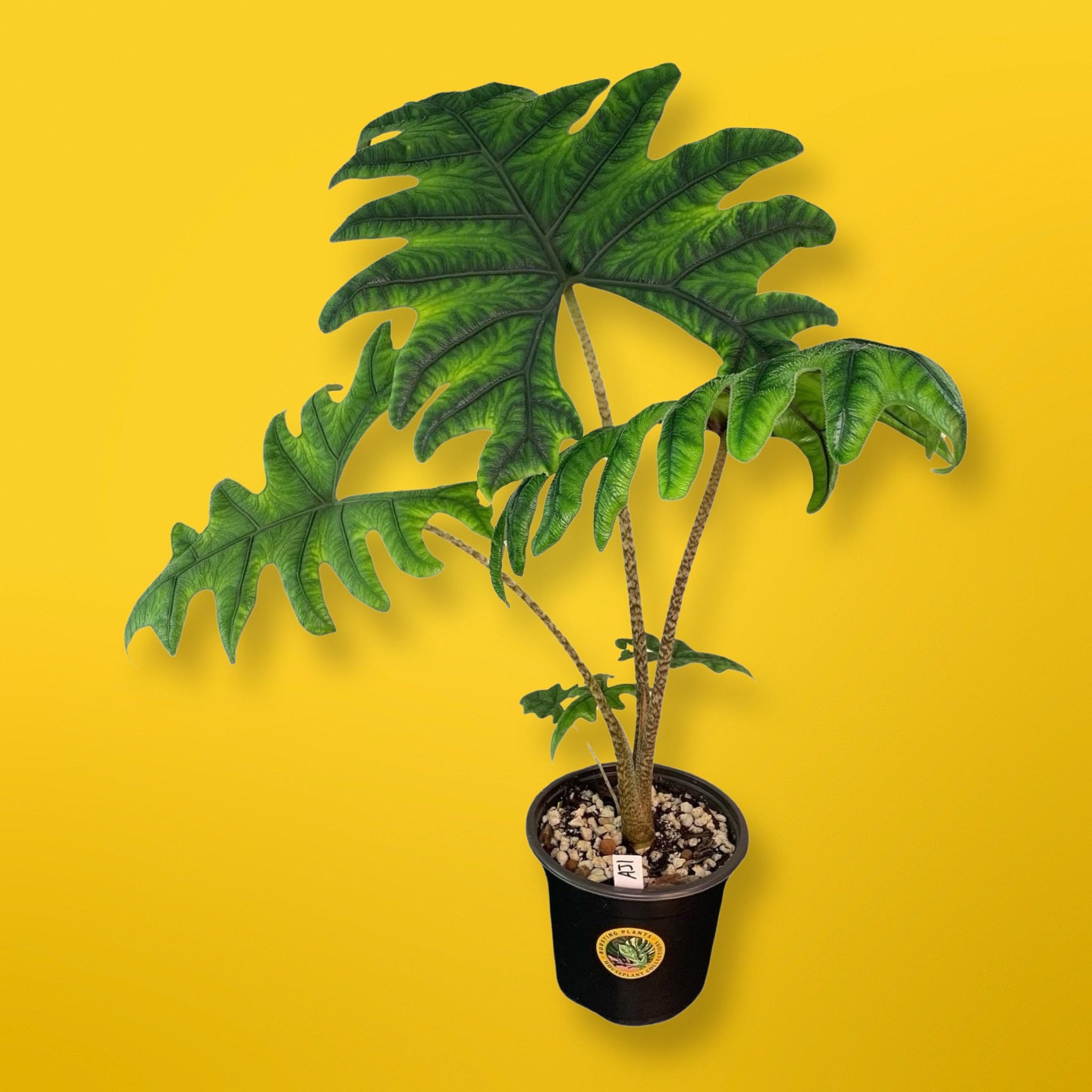 alocasia