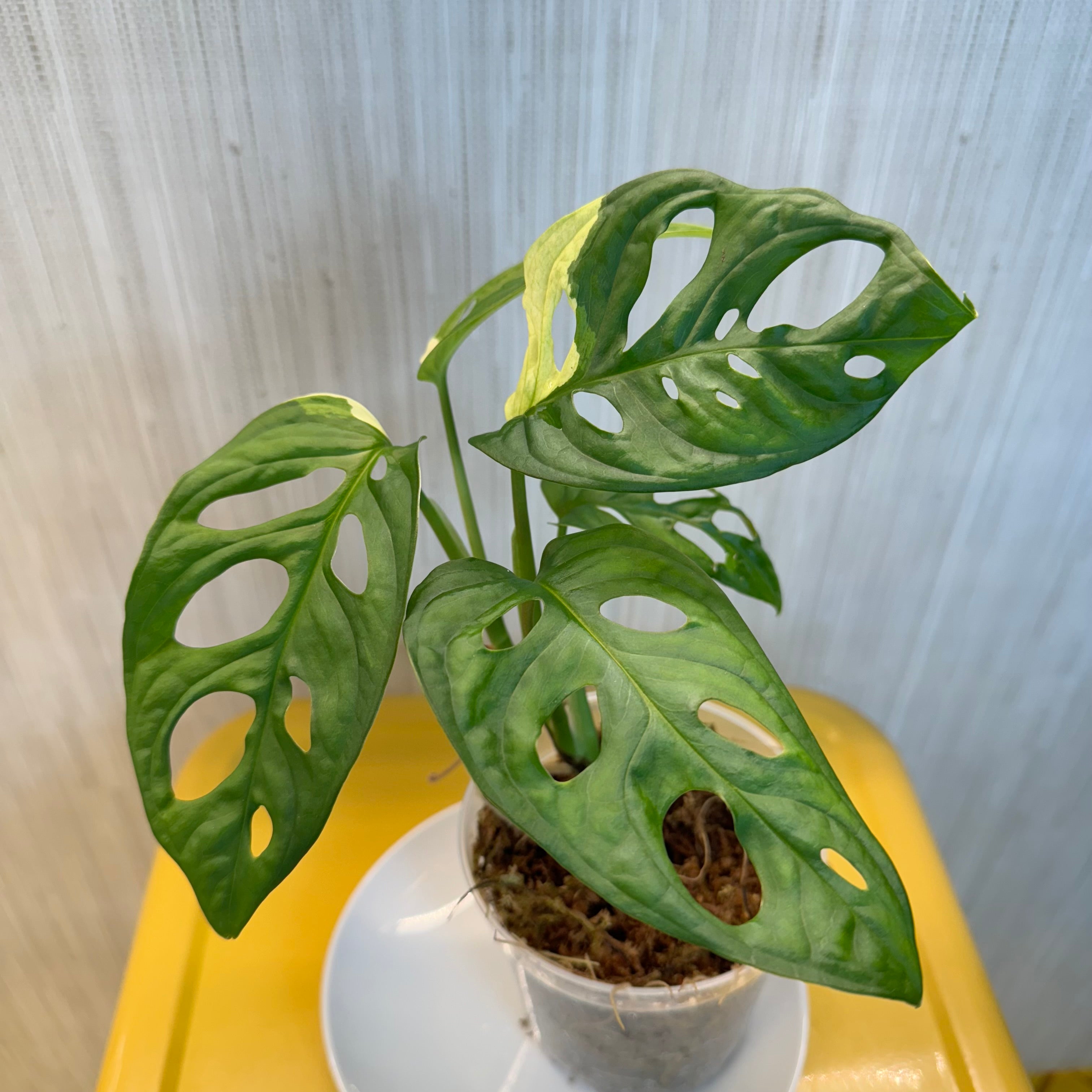 Monstera Adansonii Albo #B