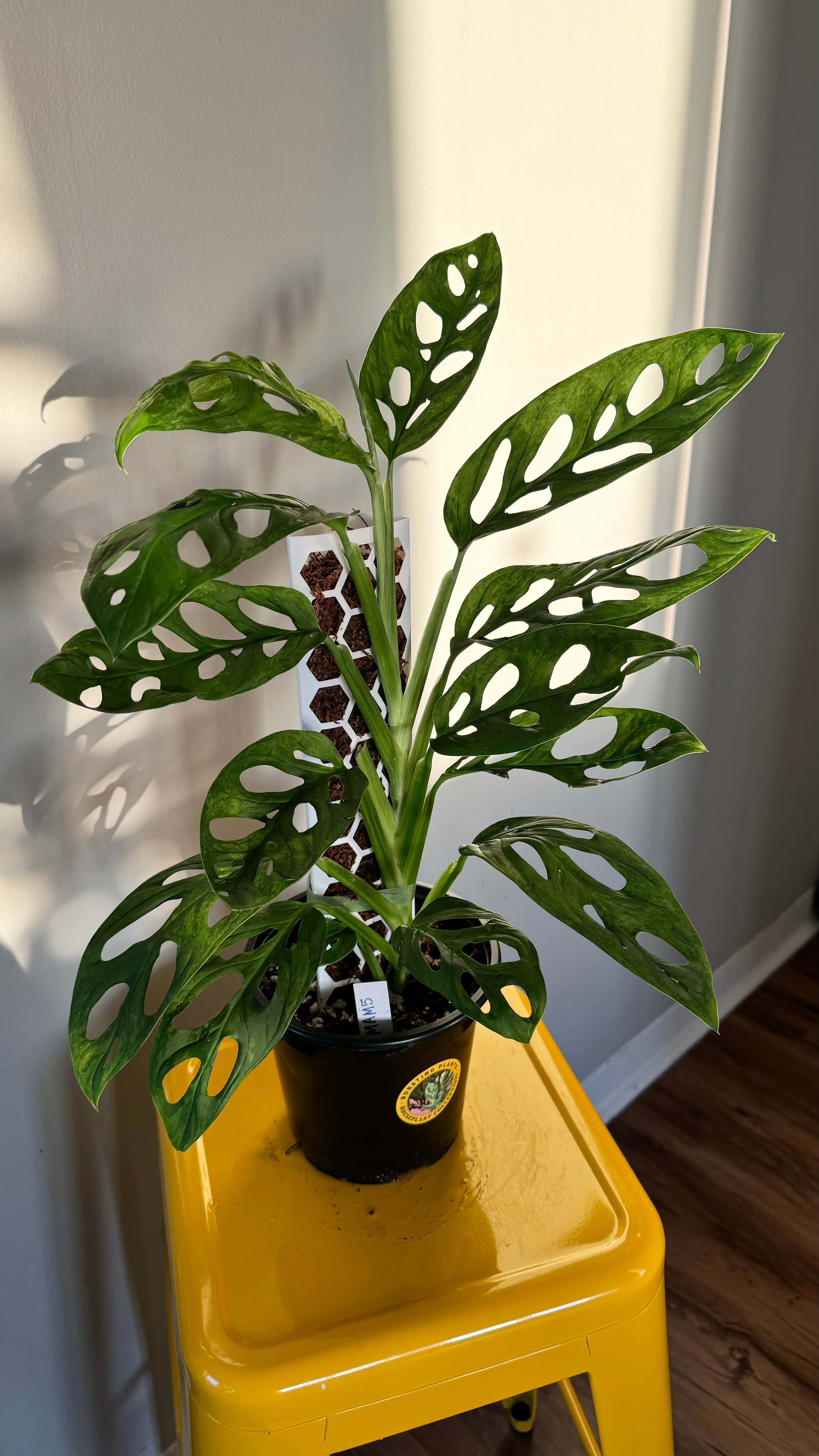 Monstera Adonsonii Mint #MAM5