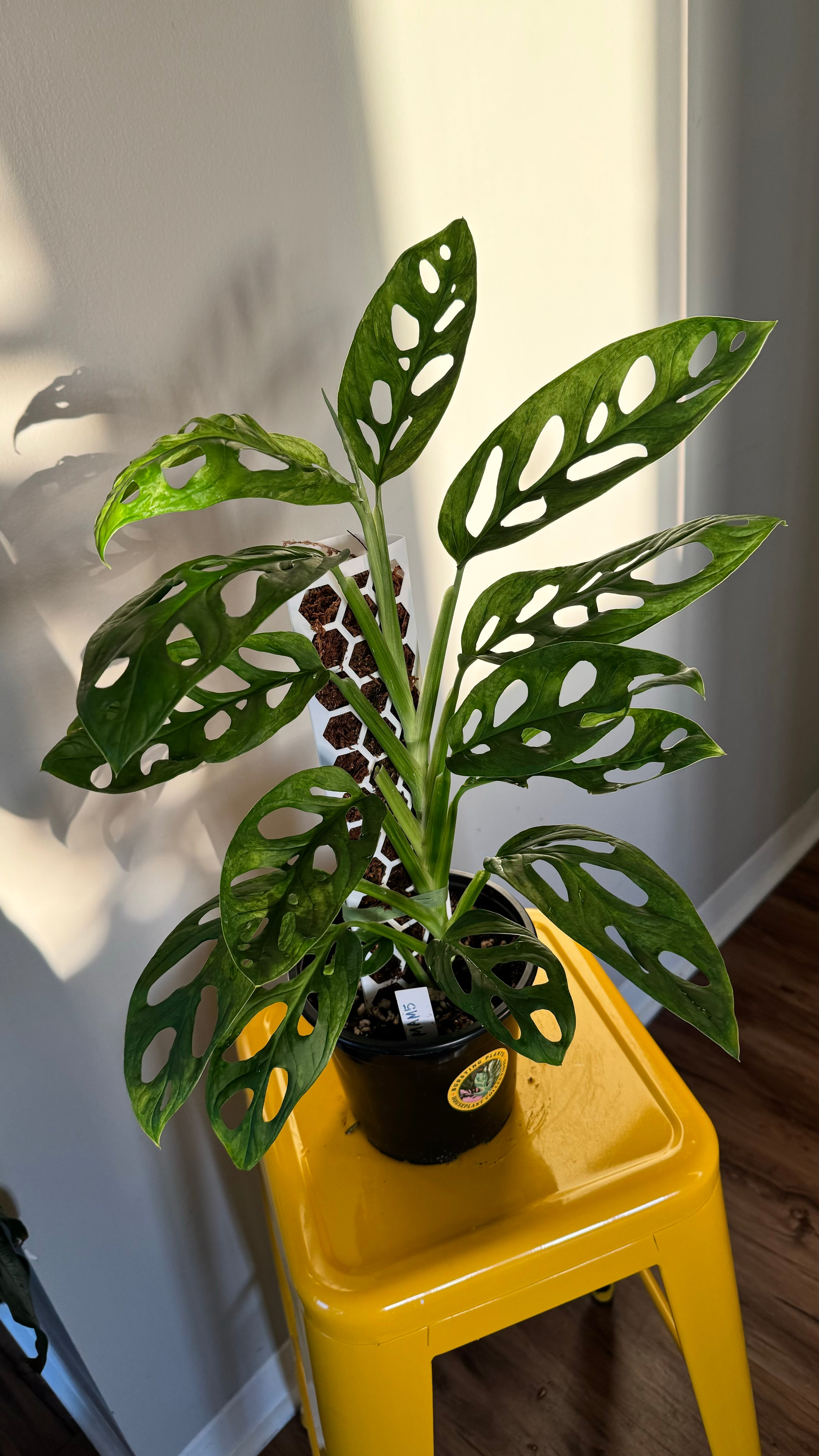 Monstera Adonsonii Mint #MAM5