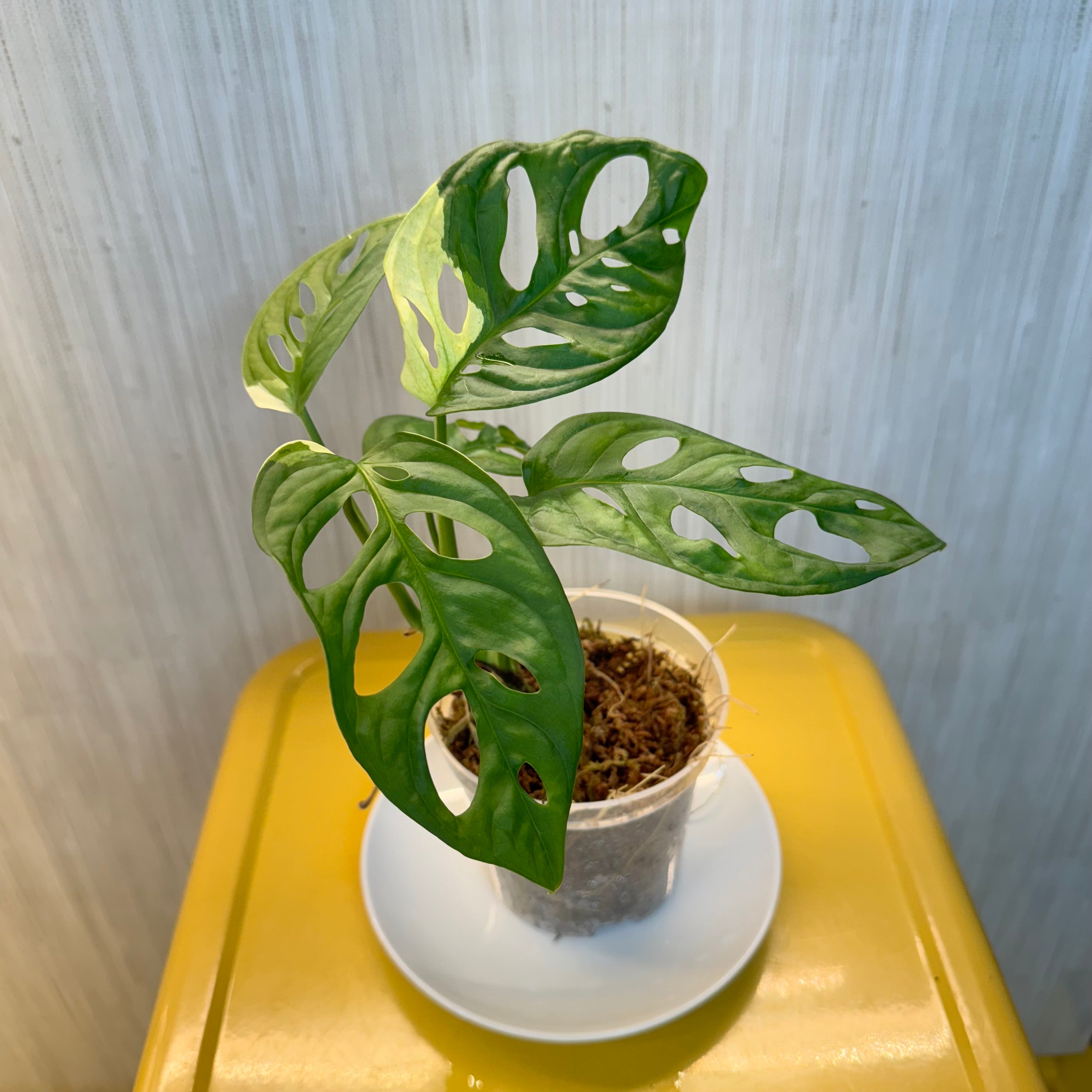 Monstera Adansonii Albo #B