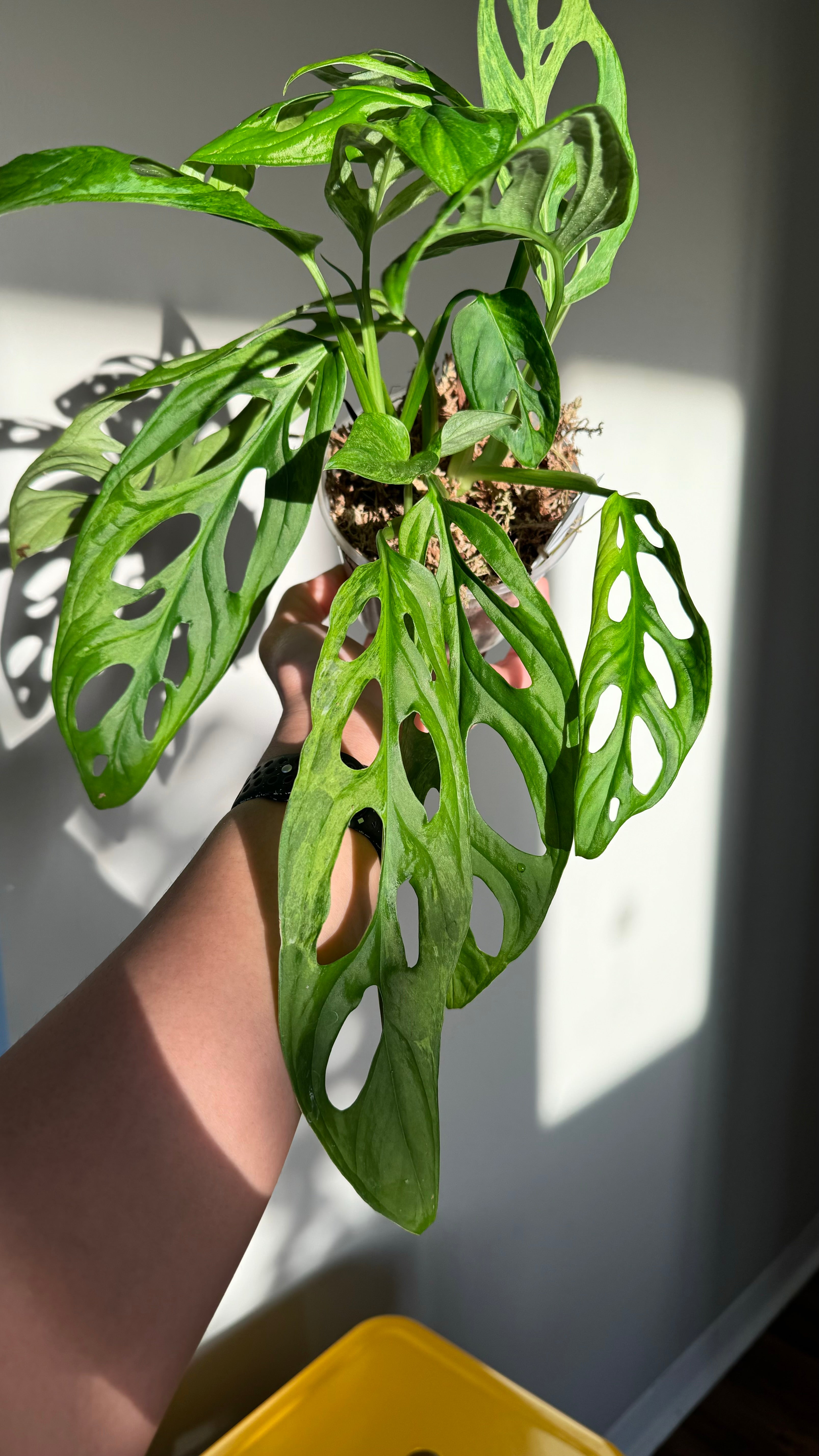 Monstera Mint Adansonii