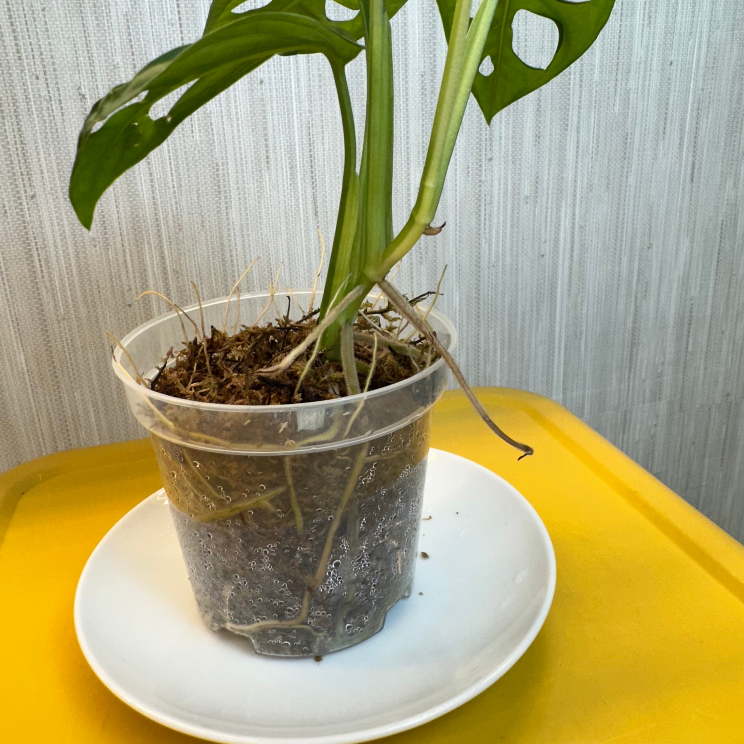 Monstera Adansonii Albo #B