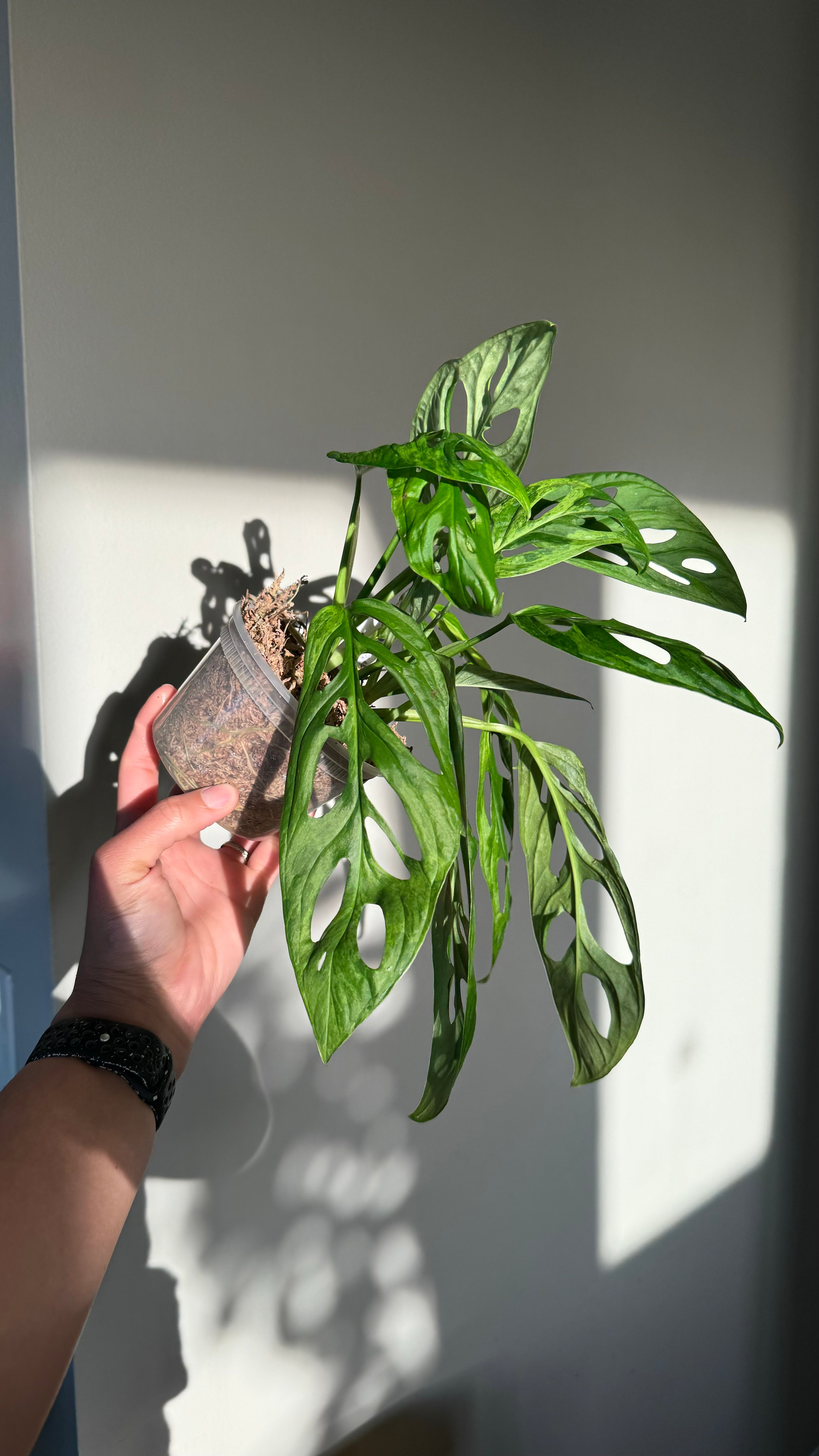 Monstera Mint Adansonii