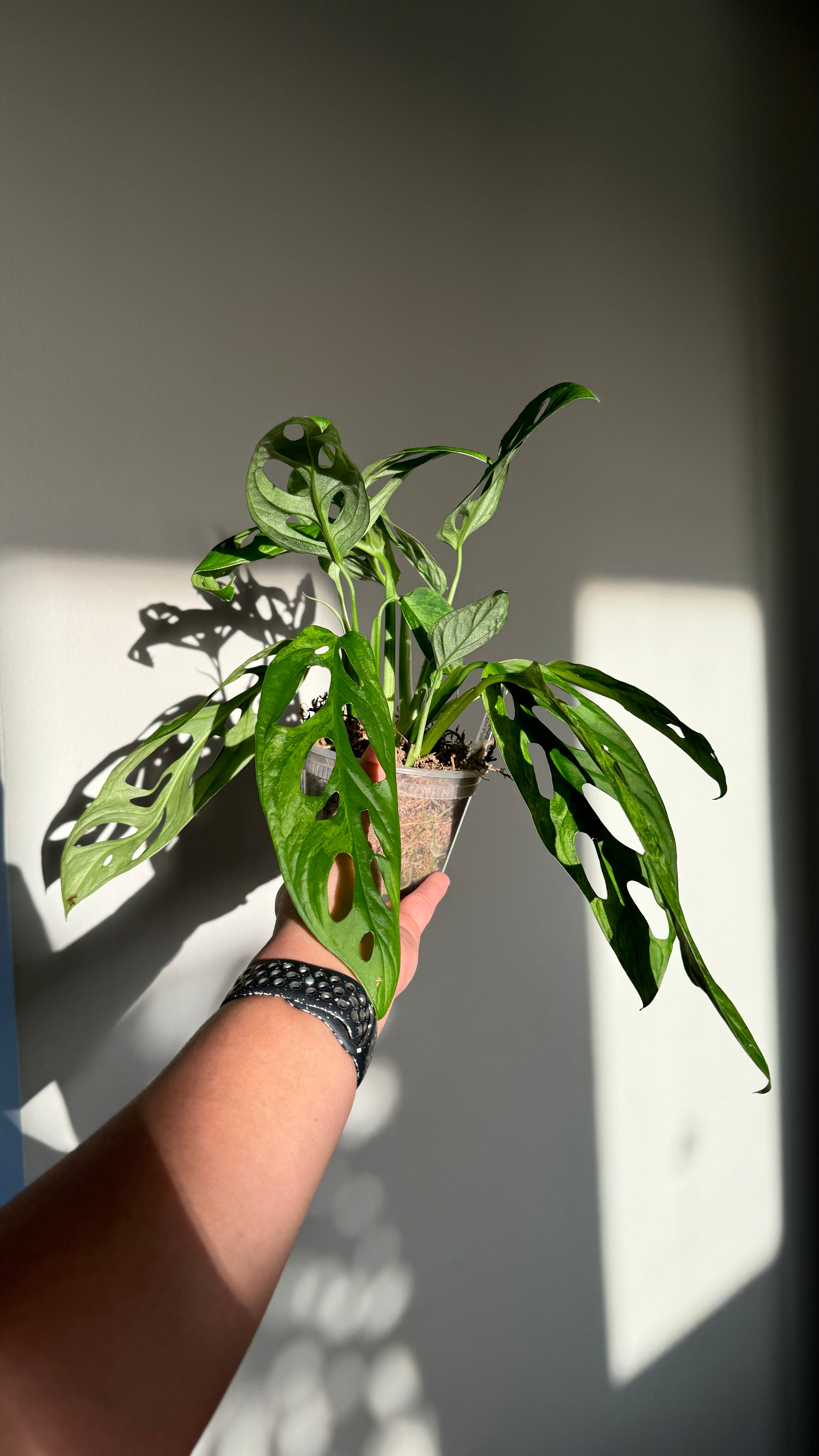 Monstera Mint Adansonii