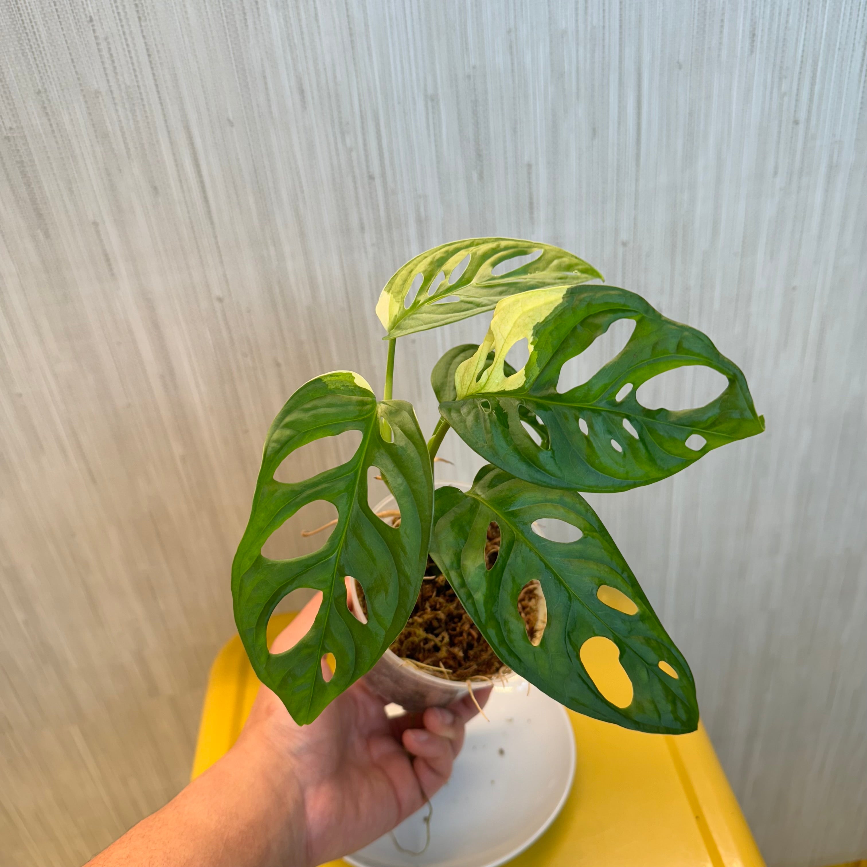 Monstera Adansonii Albo #B