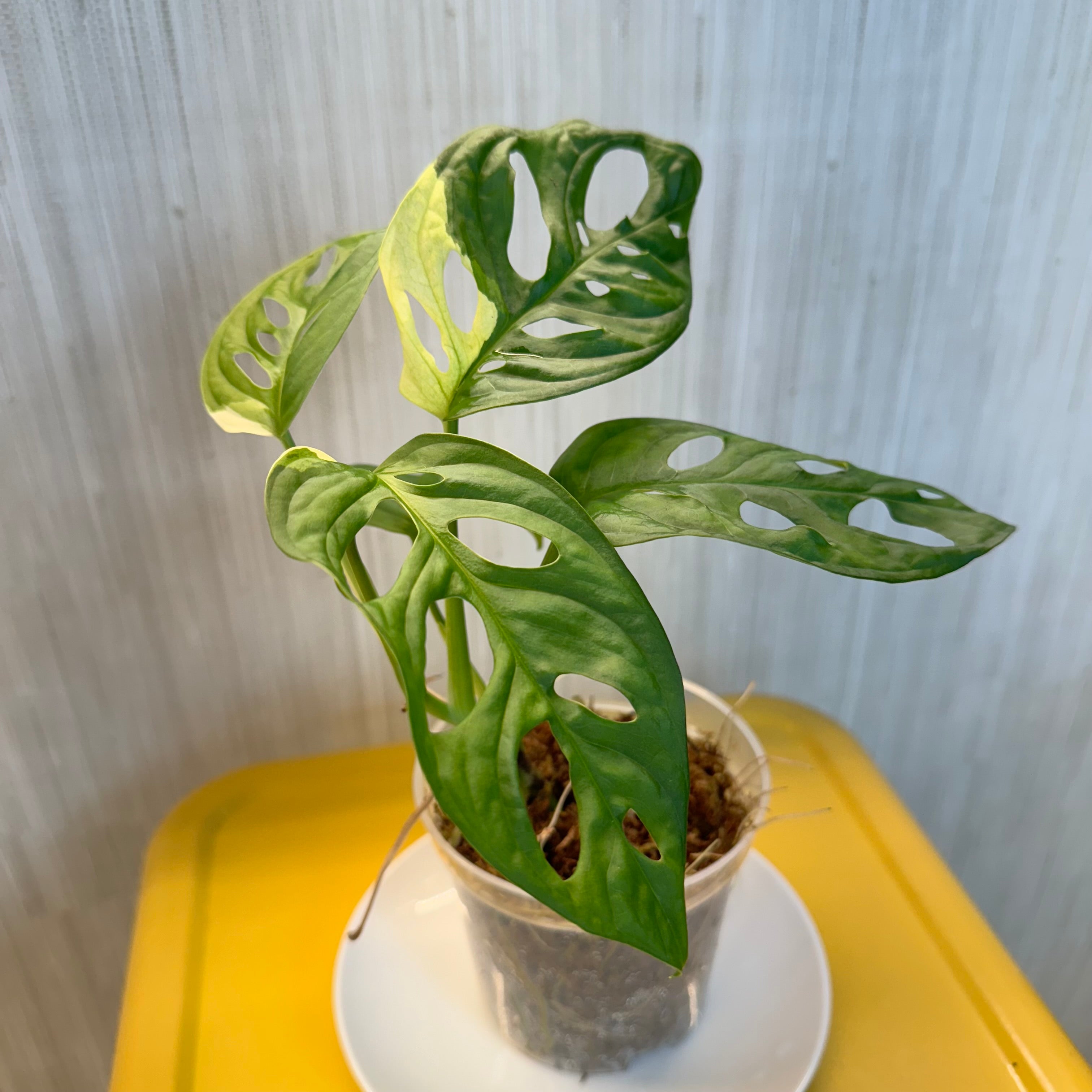 Monstera Adansonii Albo #B