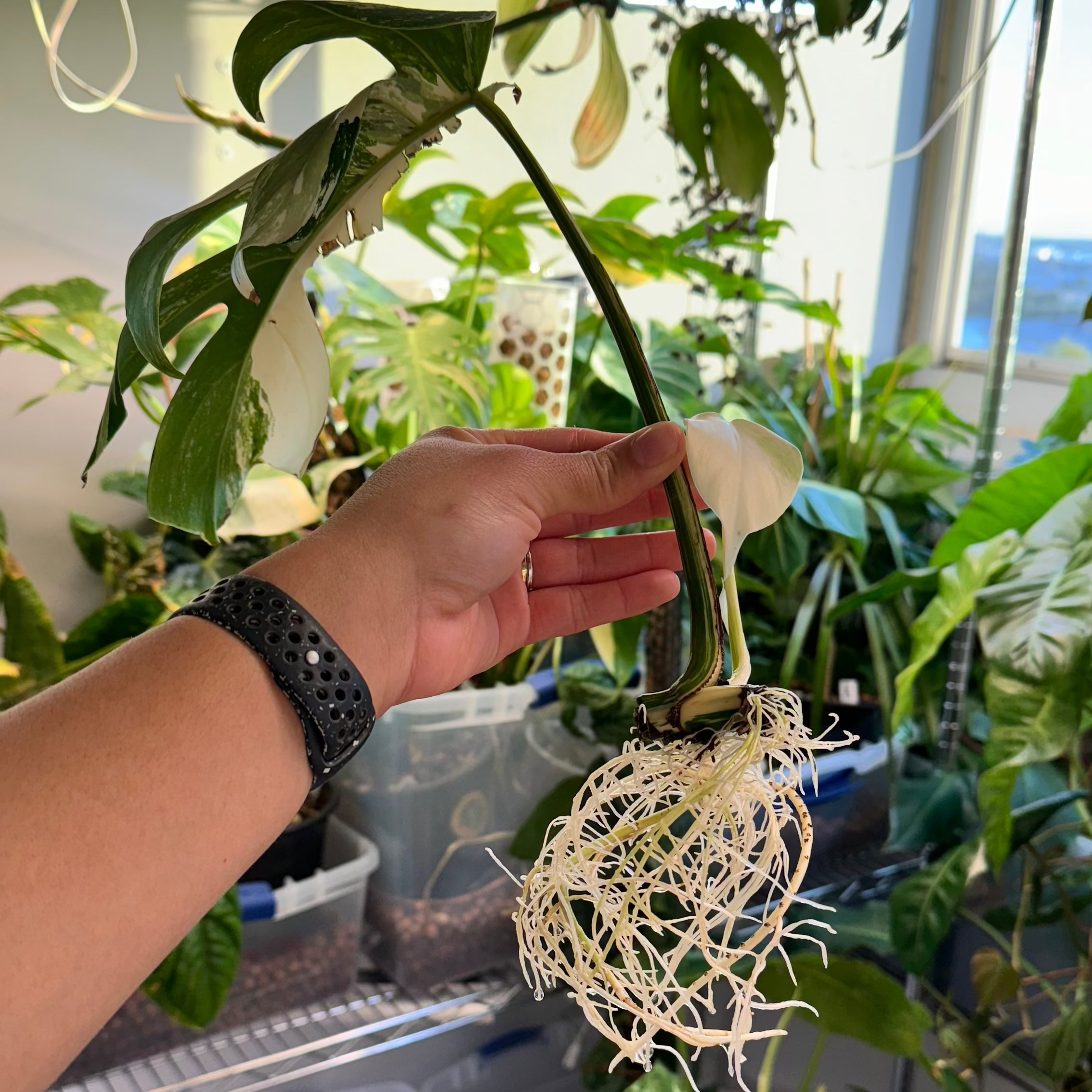 Monstera Albo Rooted Cutting + Active Growth