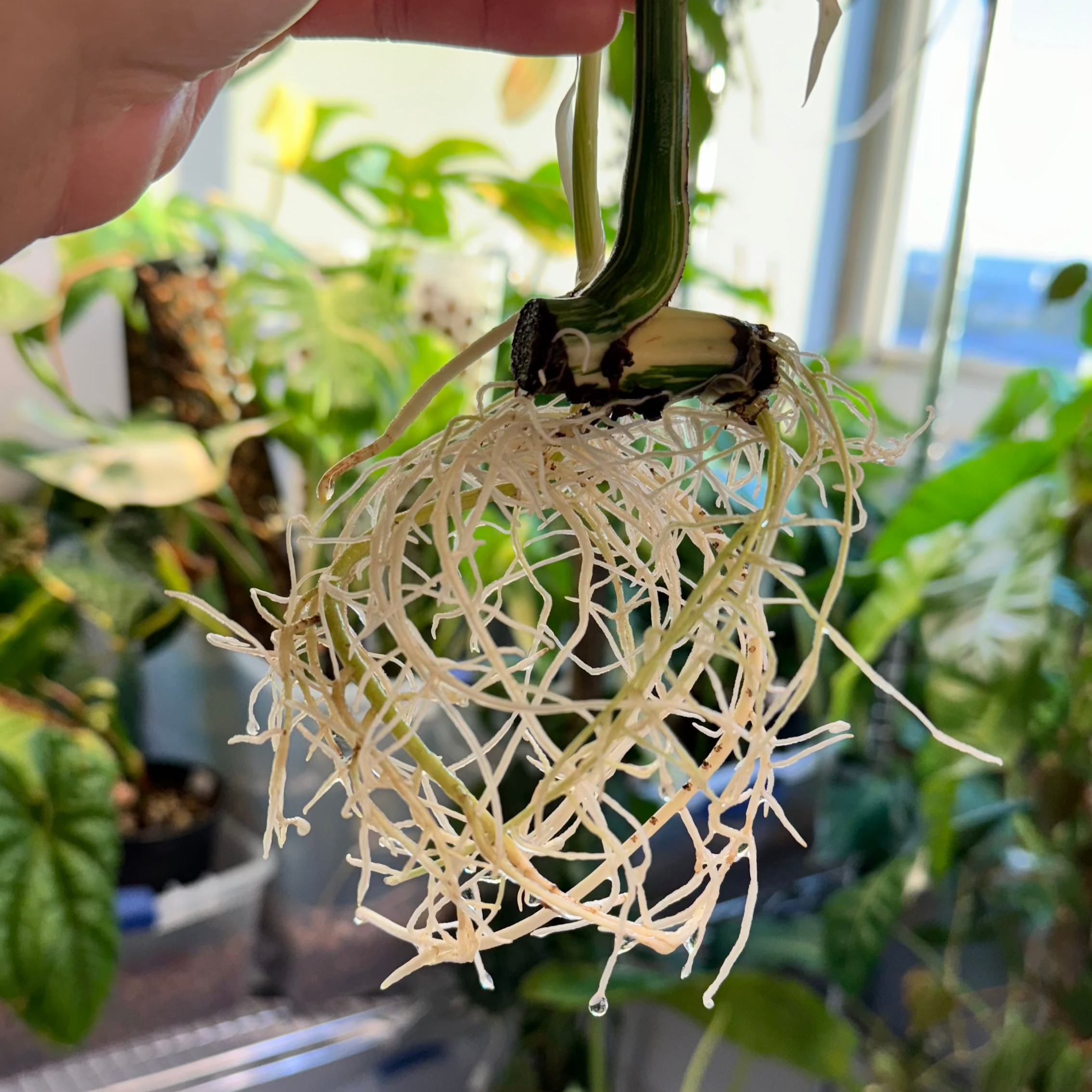 Monstera Albo Rooted Cutting + Active Growth