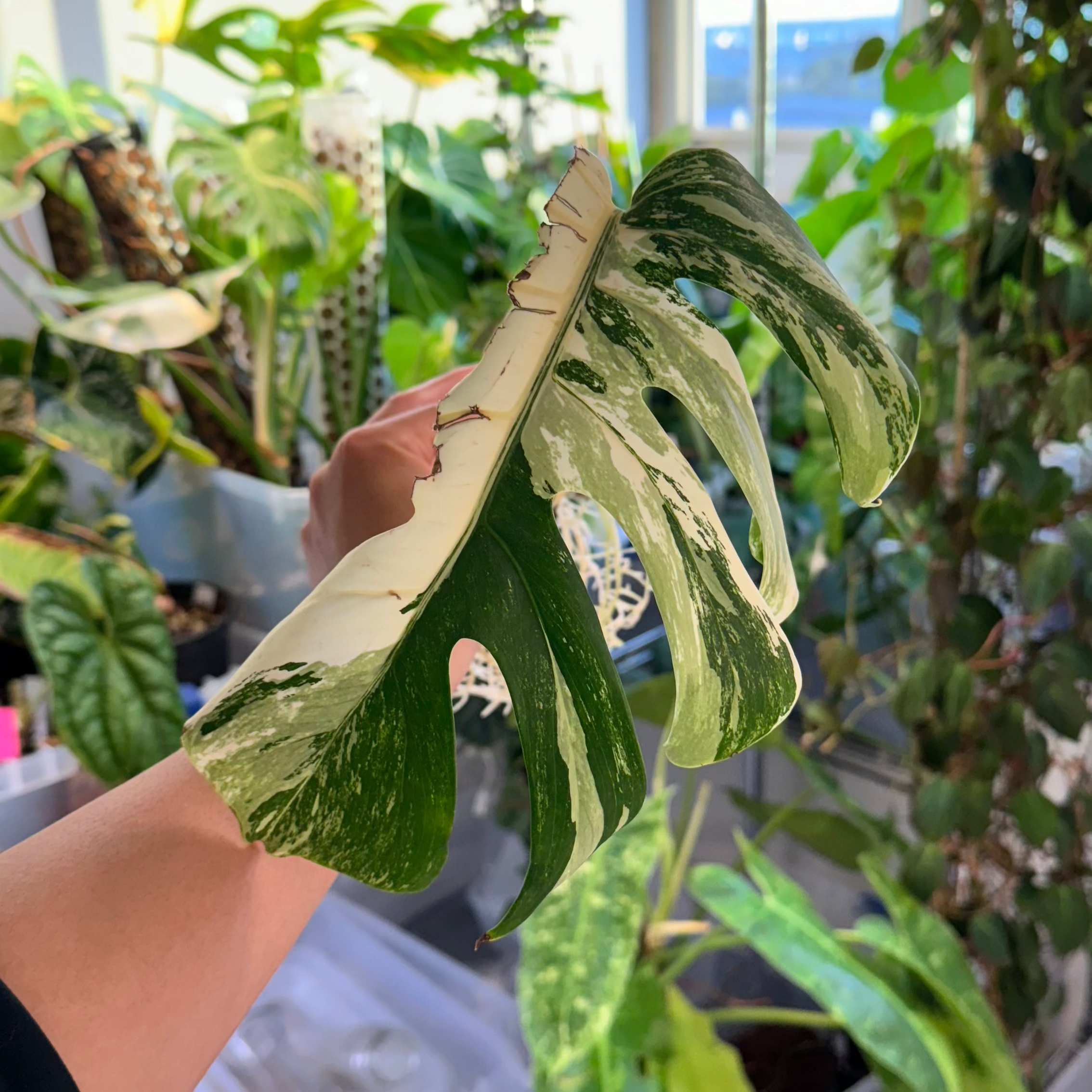 Monstera Albo Rooted Cutting + Active Growth