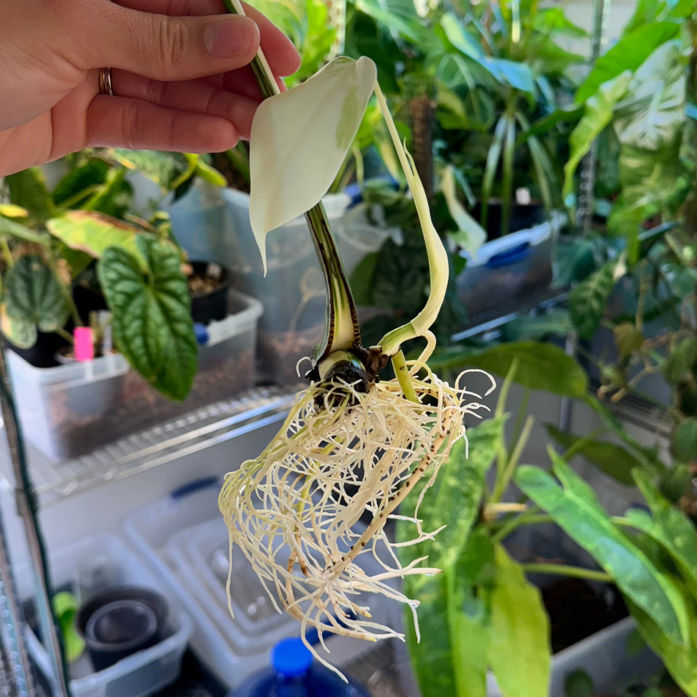 Monstera Albo Rooted Cutting + Active Growth