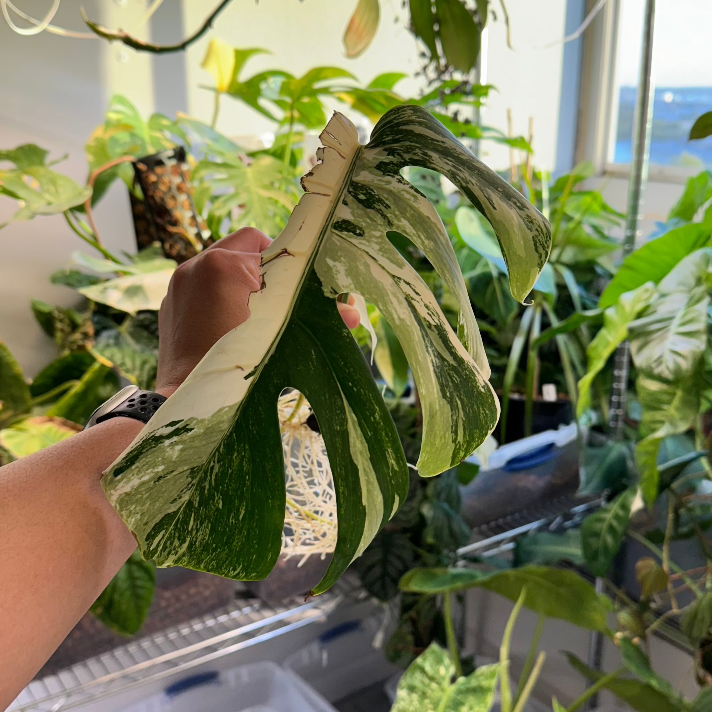 Monstera Albo Rooted Cutting + Active Growth