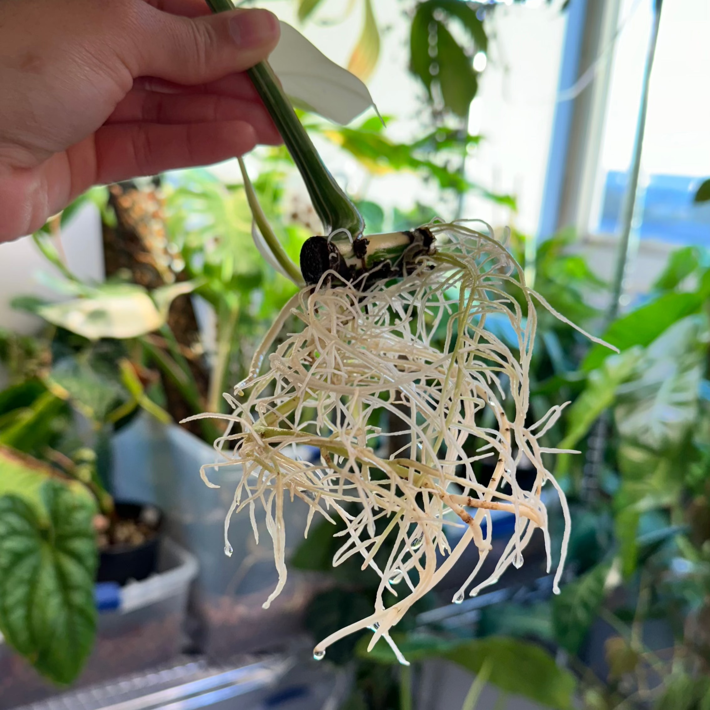 Monstera Albo Rooted Cutting + Active Growth